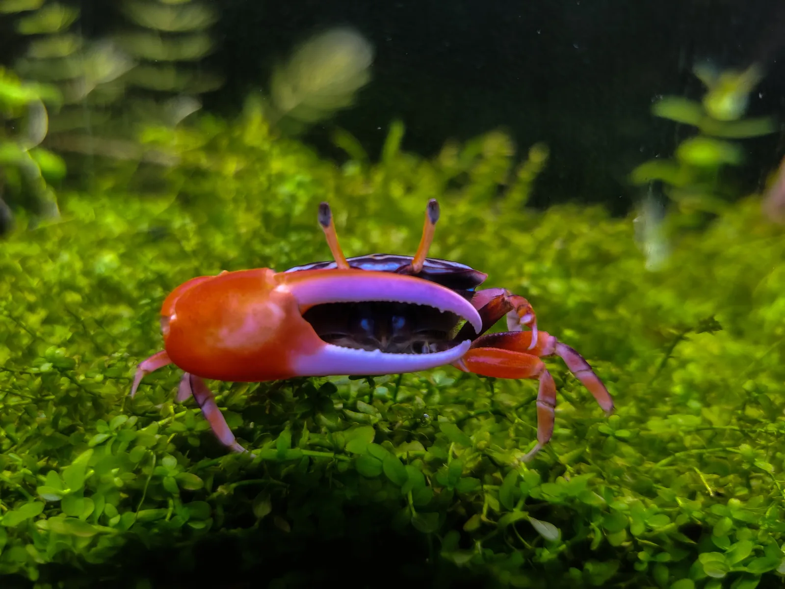 Watermelon Fiddler crab