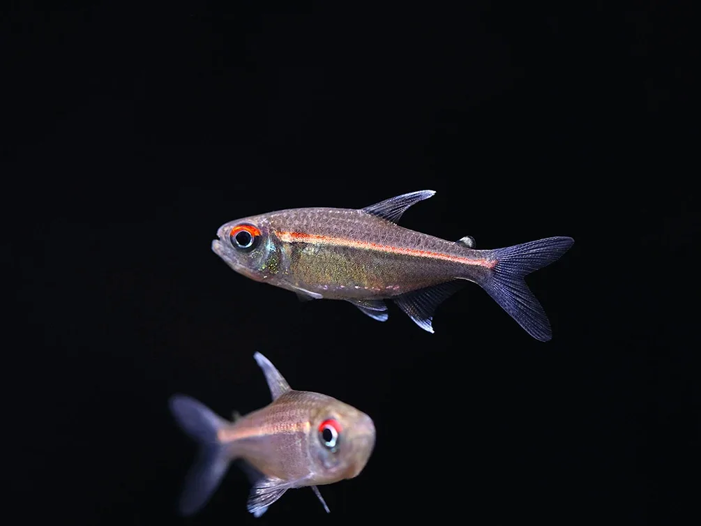 Watermelon Tetra (Hyphessobrycon sp. “Coerulean”) – Brazil - Image 2