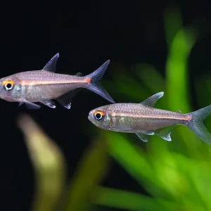 Watermelon Tetra (Hyphessobrycon sp. “Coerulean”) – Brazil