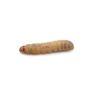 Waxworms Free Shipping