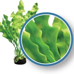 Weco Plant Amazon Ruffle 12"