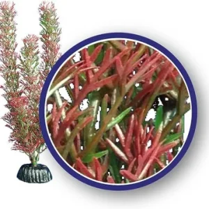 Weco Plant Red Foxtail 12"