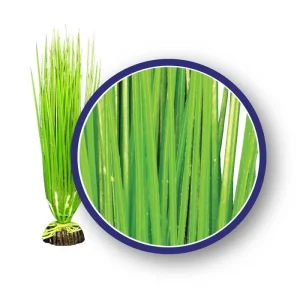 Weco Products Freshwater Series Asian Hairgrass Aquarium Plant Green, 1ea/18 in