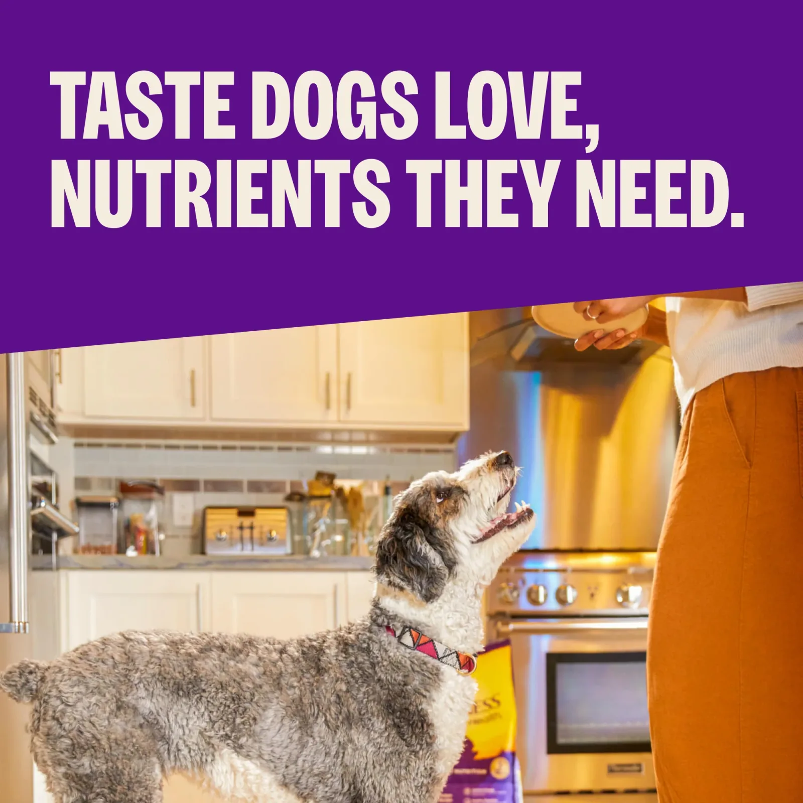 Wellness Complete Health Natural Chicken Recipe Dry Dog Food - Image 2