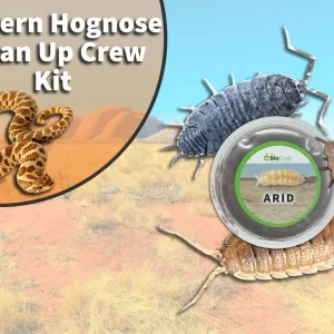 Western Hognose Snake Clean Up Crew Pack FREE SHIPPING