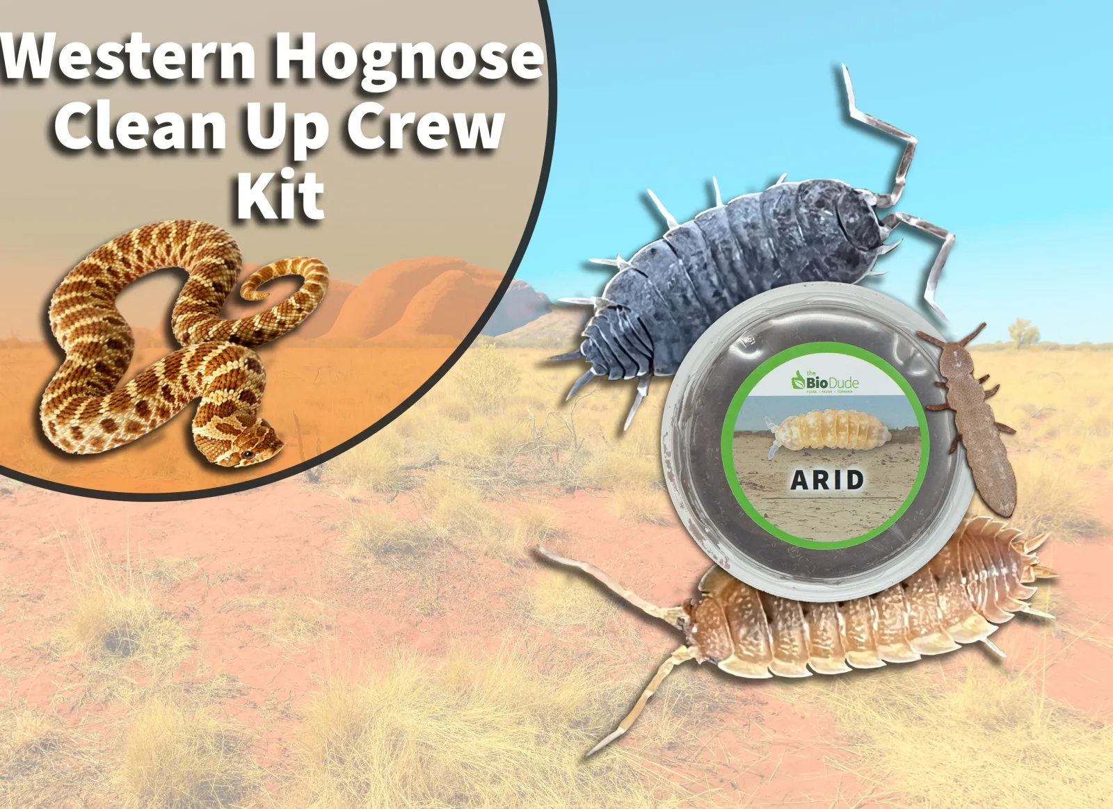 Western Hognose Snake Clean Up Crew Pack FREE SHIPPING