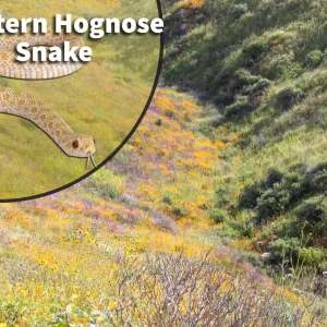 Western Hognose Snake (Heterodon nasicus) Bioactive Vivarium Kit