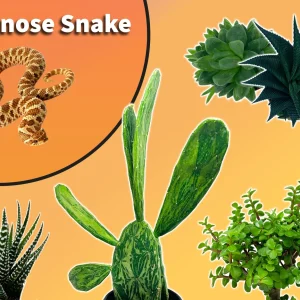 Western Hognose Snake Starter Plant Pack