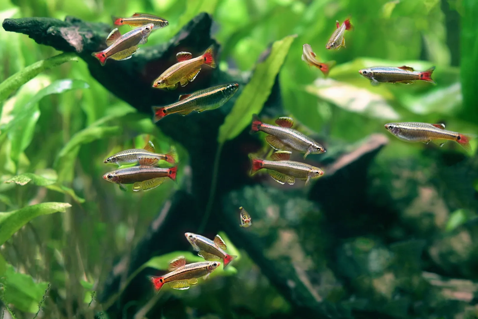 White Cloud Mountain Minnow (Tanichthys albonubes) - Image 2