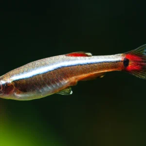White Cloud Mountain Minnow (Tanichthys albonubes)