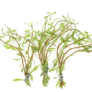 White Ludwigia (Ludwigia inclinata var. 'White') - Bunch
