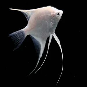 White Platinum Pearl Scale Angelfish