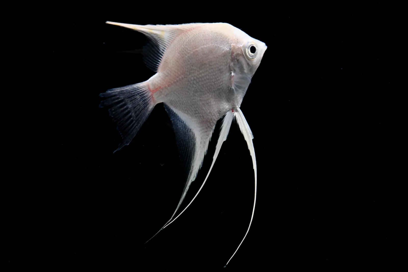 White Platinum Pearl Scale Angelfish - Image 2