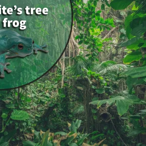 White's Tree Frog (Litoria caerulea) Bioactive Vivarium Kit