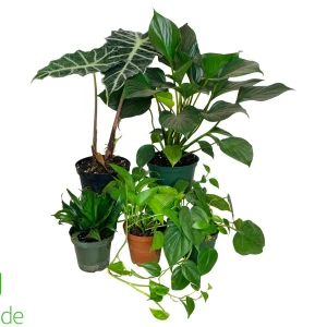 White's Tree Frog Plant Pack V2
