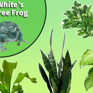White's Tree Frog Starter Plant Pack