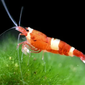 Wine Red Caridina Shrimp