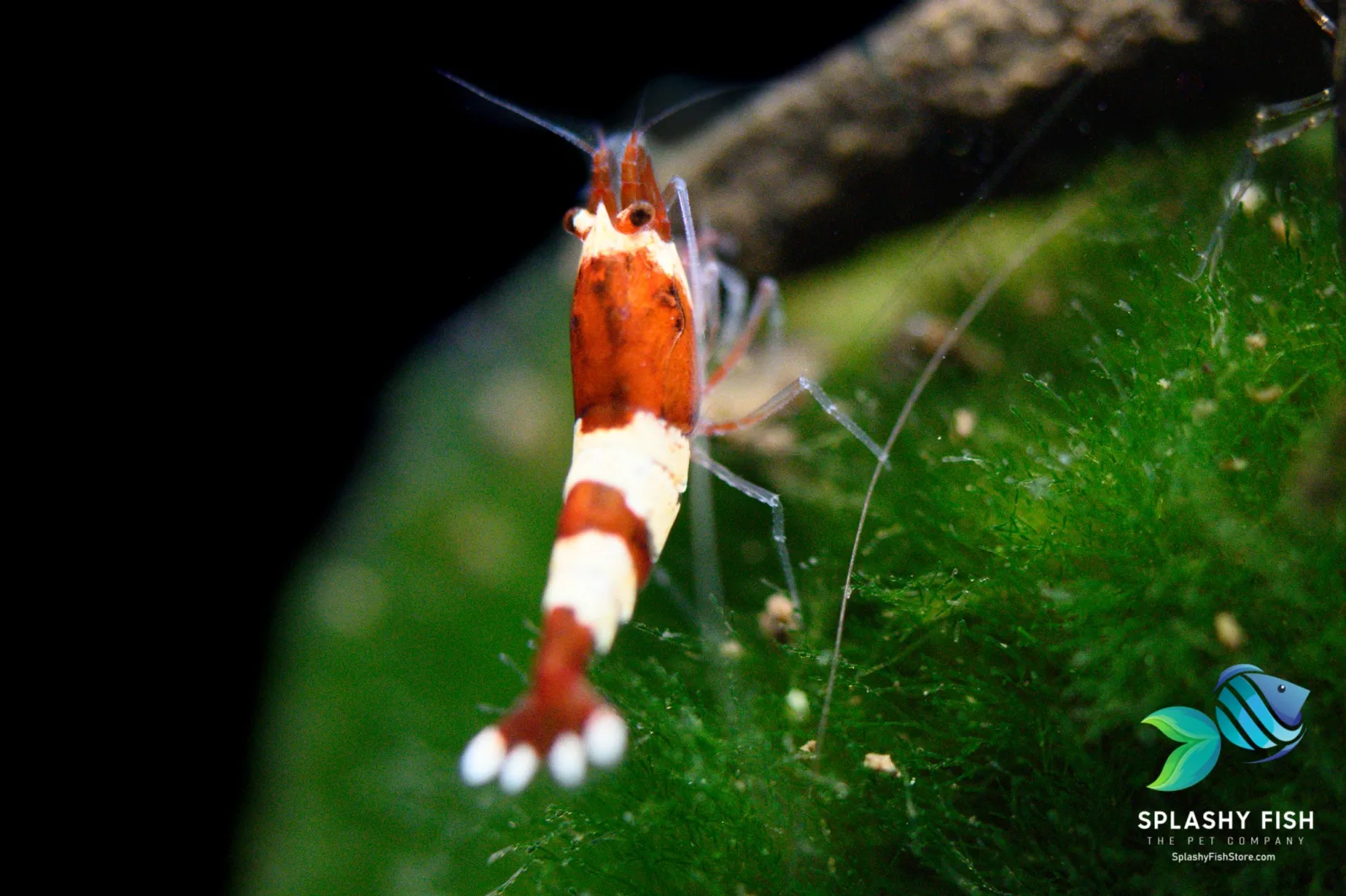 Wine Red Caridina Shrimp - Image 2