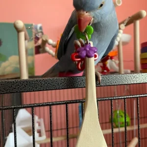 Wood Spoon bird Foot toys