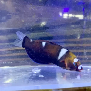 Wrasse - Coris Queen Changing