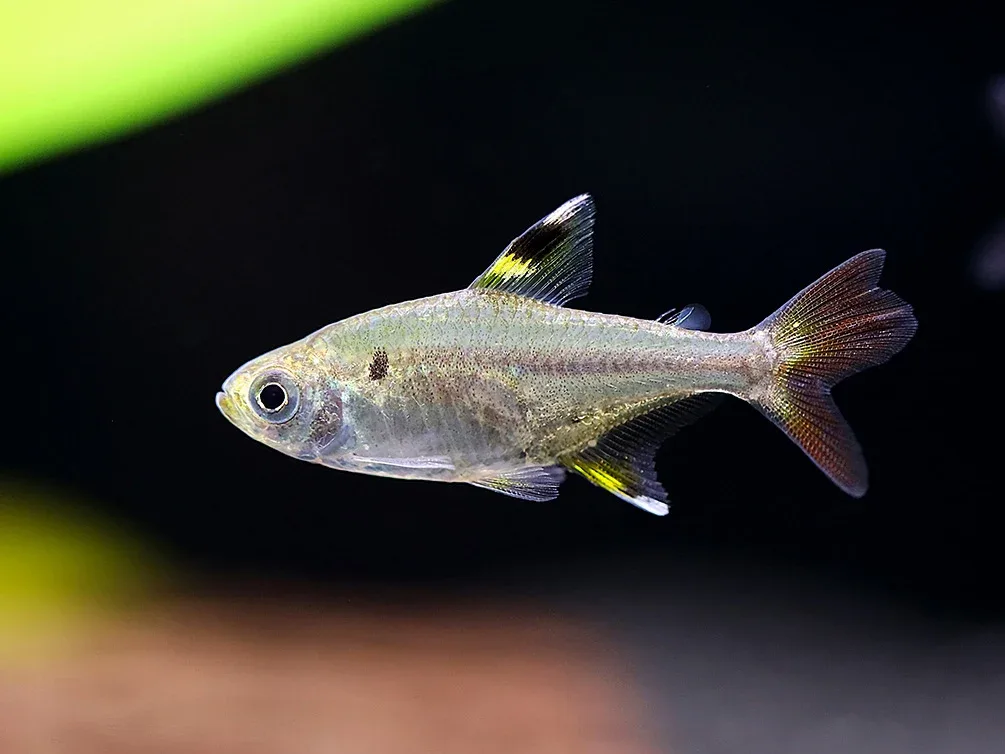 X-Ray Fork Tail Tetra (Pristella maxillaris 'fork tail') - Tank Bred - Image 2