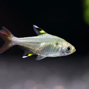 X-Ray Fork Tail Tetra (Pristella maxillaris 'fork tail') - Tank Bred