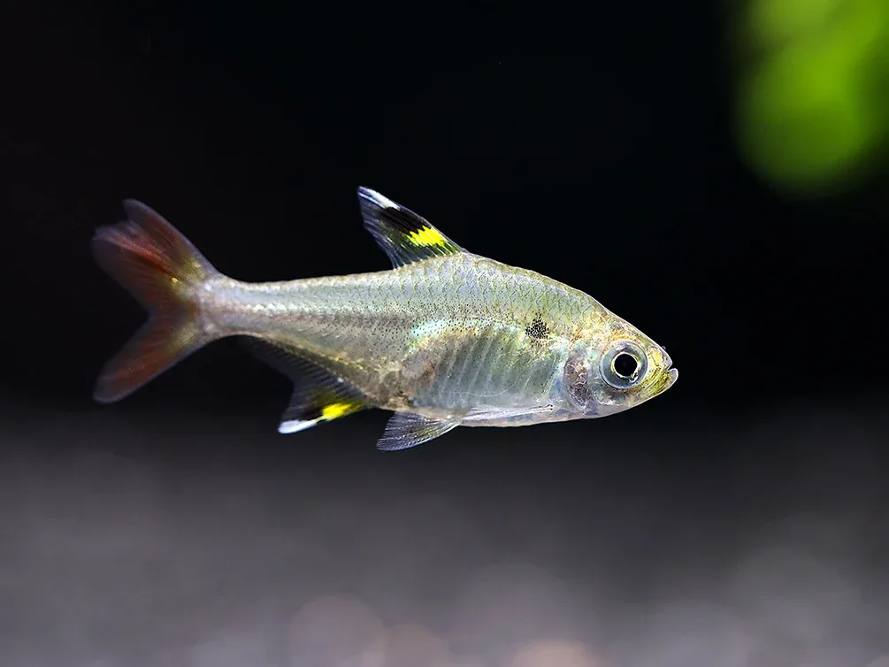 X-Ray Fork Tail Tetra (Pristella maxillaris 'fork tail') - Tank Bred