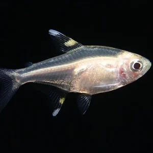 X-ray Tetra Fish