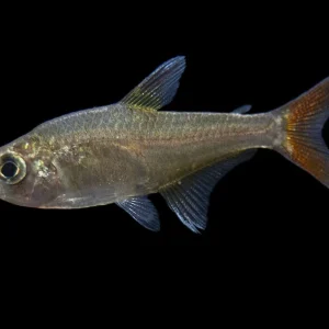 X-Ray Tetra (Pristella maxillaris), Tank-Bred!
