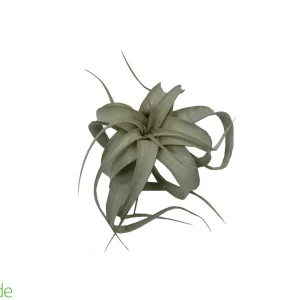 Xerographica Tillandsia 3-5"