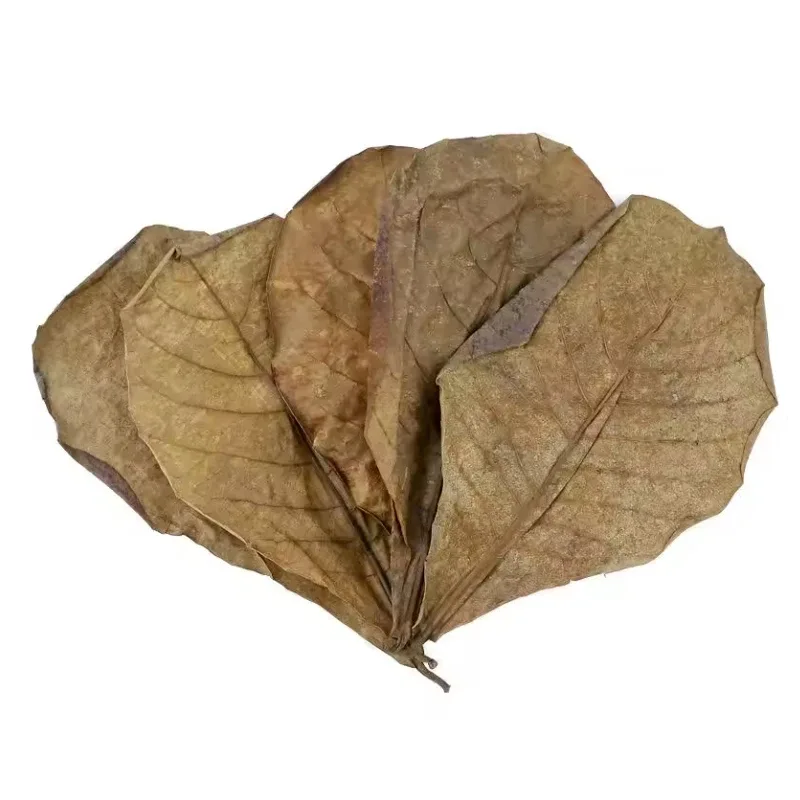 XL, 6"-10" Dry Indian Almond Leaves , 10 ct.