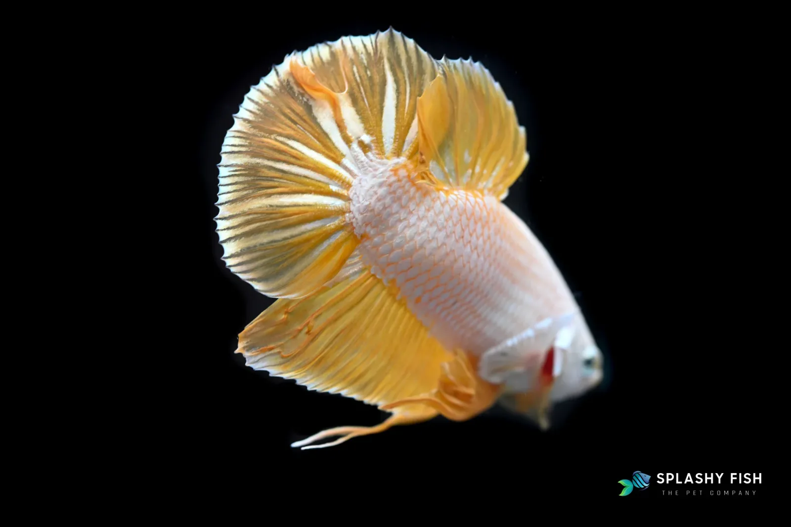 Yelllow Dragon Halfmoon Plakat Betta Fish - Image 2
