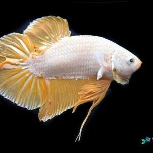 Yelllow Dragon Halfmoon Plakat Betta Fish