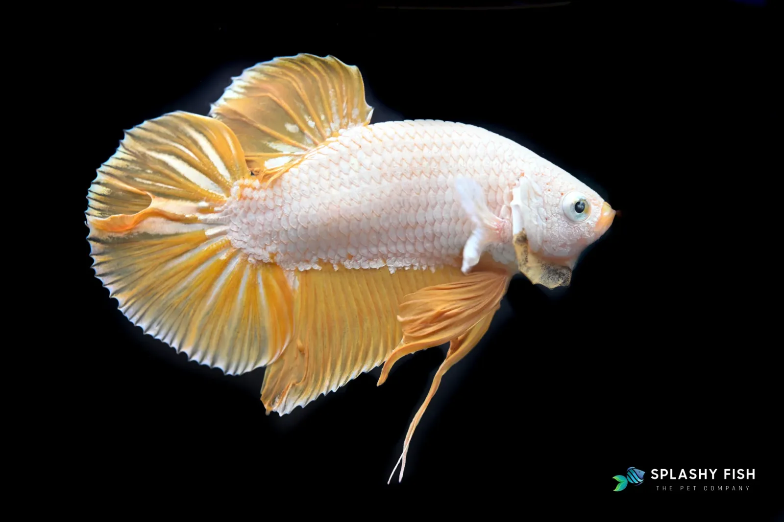 Yelllow Dragon Halfmoon Plakat Betta Fish