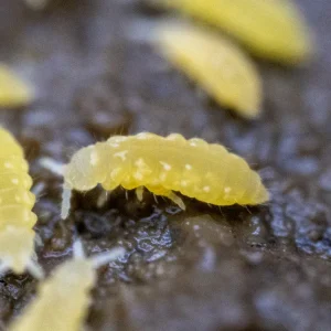 Yellow Albino Springtails 10ct. (Ceratophysella sp.)