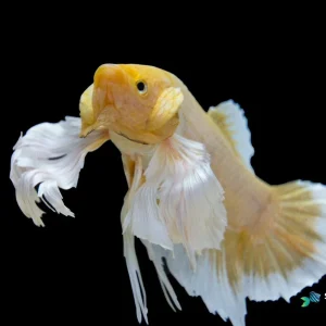 Yellow Dumbo Halfmoon Plakat Betta Fish