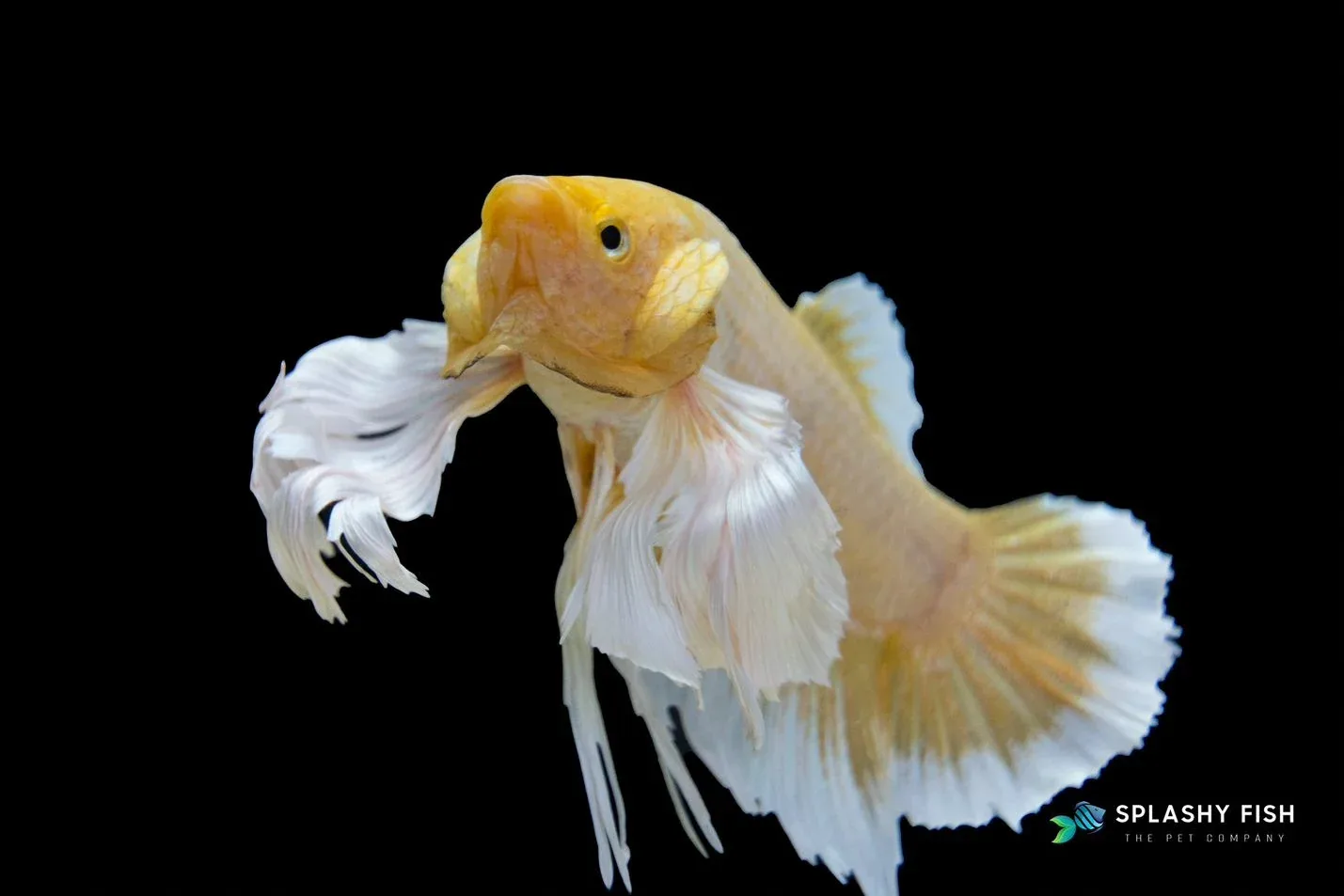 Yellow Dumbo Halfmoon Plakat Betta Fish