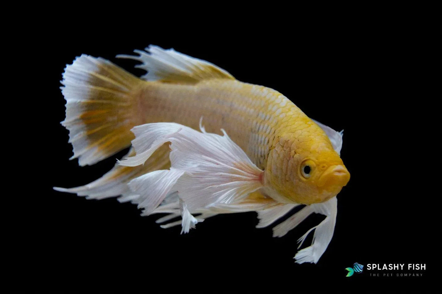 Yellow Dumbo Halfmoon Plakat Betta Fish - Image 2