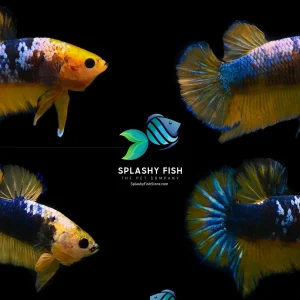 Yellow Fancy Halfmoon Plakat Betta Fish