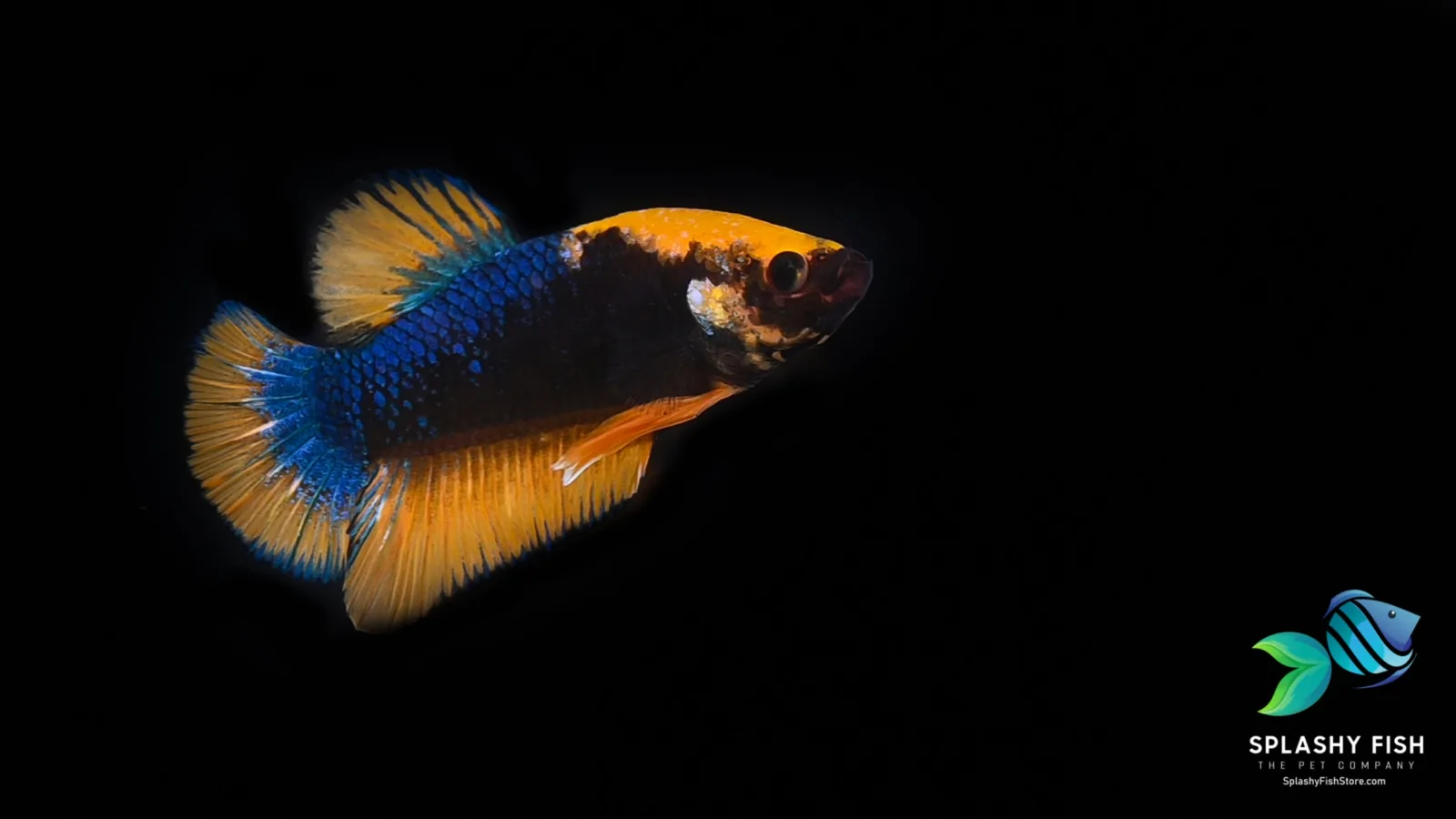 Yellow Fancy Halfmoon Plakat Betta Fish - Image 2