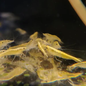 Yellow Goldenback Shrimp