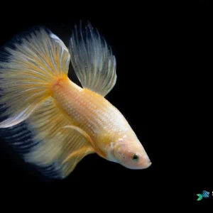 Yellow Halfmoon Betta Fish