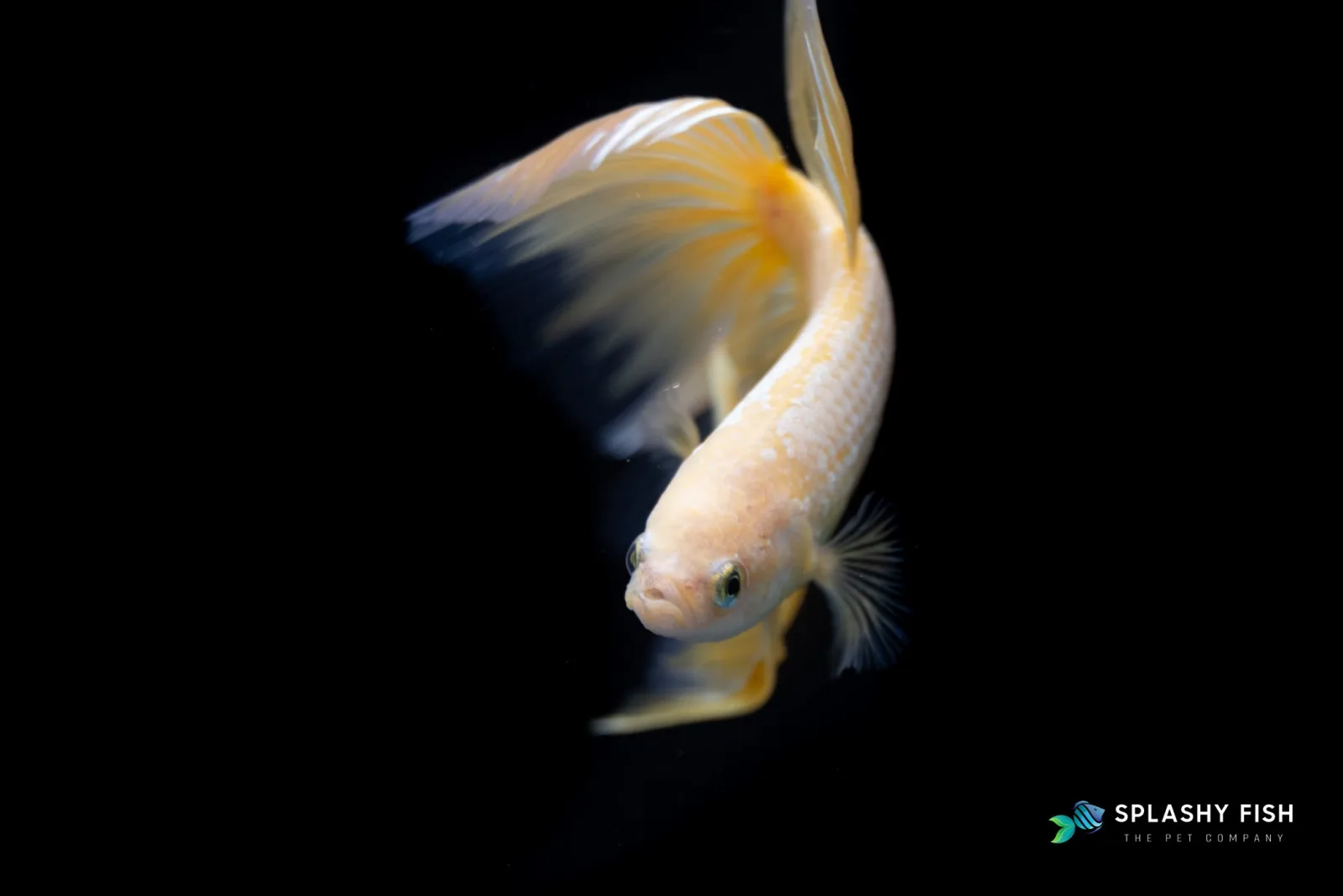 Yellow Halfmoon Betta Fish - Image 2