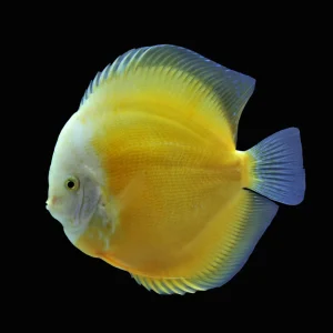 Yellow Marlboro Discus