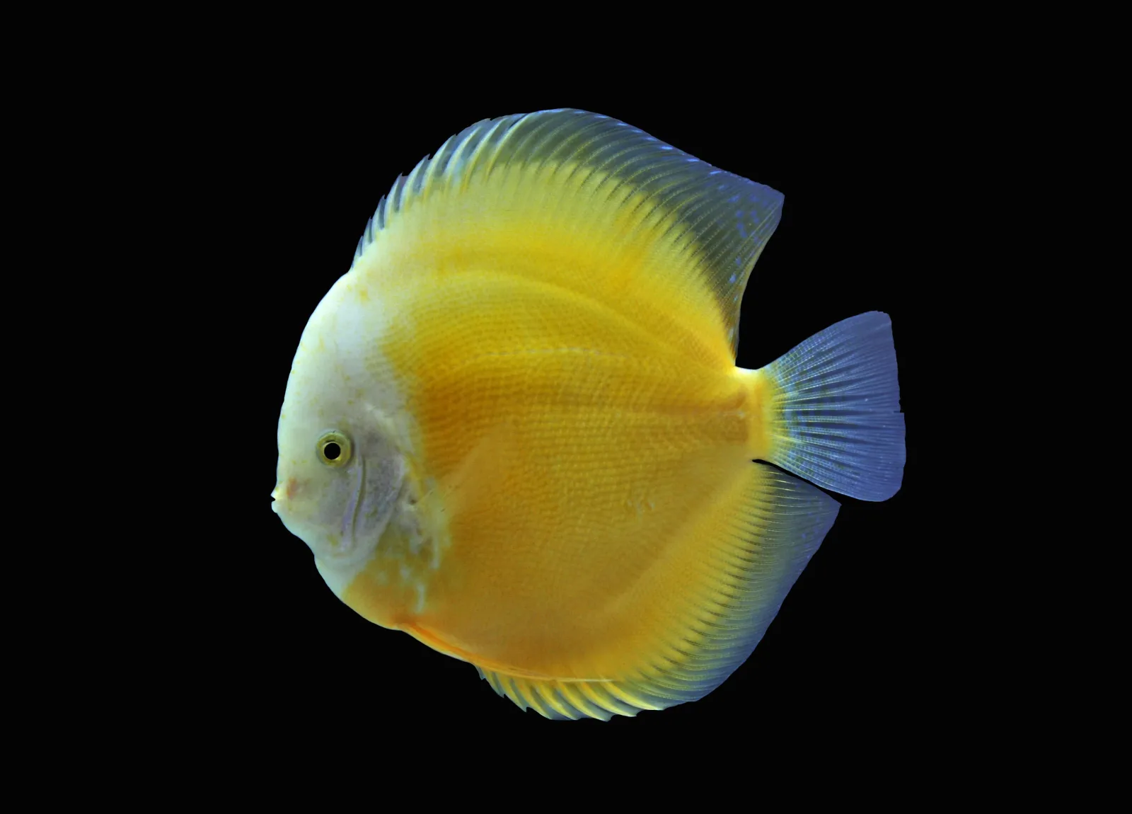 Yellow Marlboro Discus