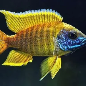 Yellow Peacock Cichlid (Aulonocara sp.)
