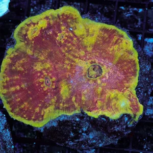 Yellow-Red Goo Chalice WYSIWYG - SAQ Coral Farm