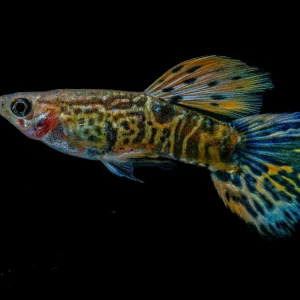 Yellow Tiger Guppy Fish