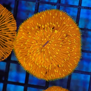 Yellow Tip Orange Fungia Plate WYSIWYG - SAQ Coral Farm