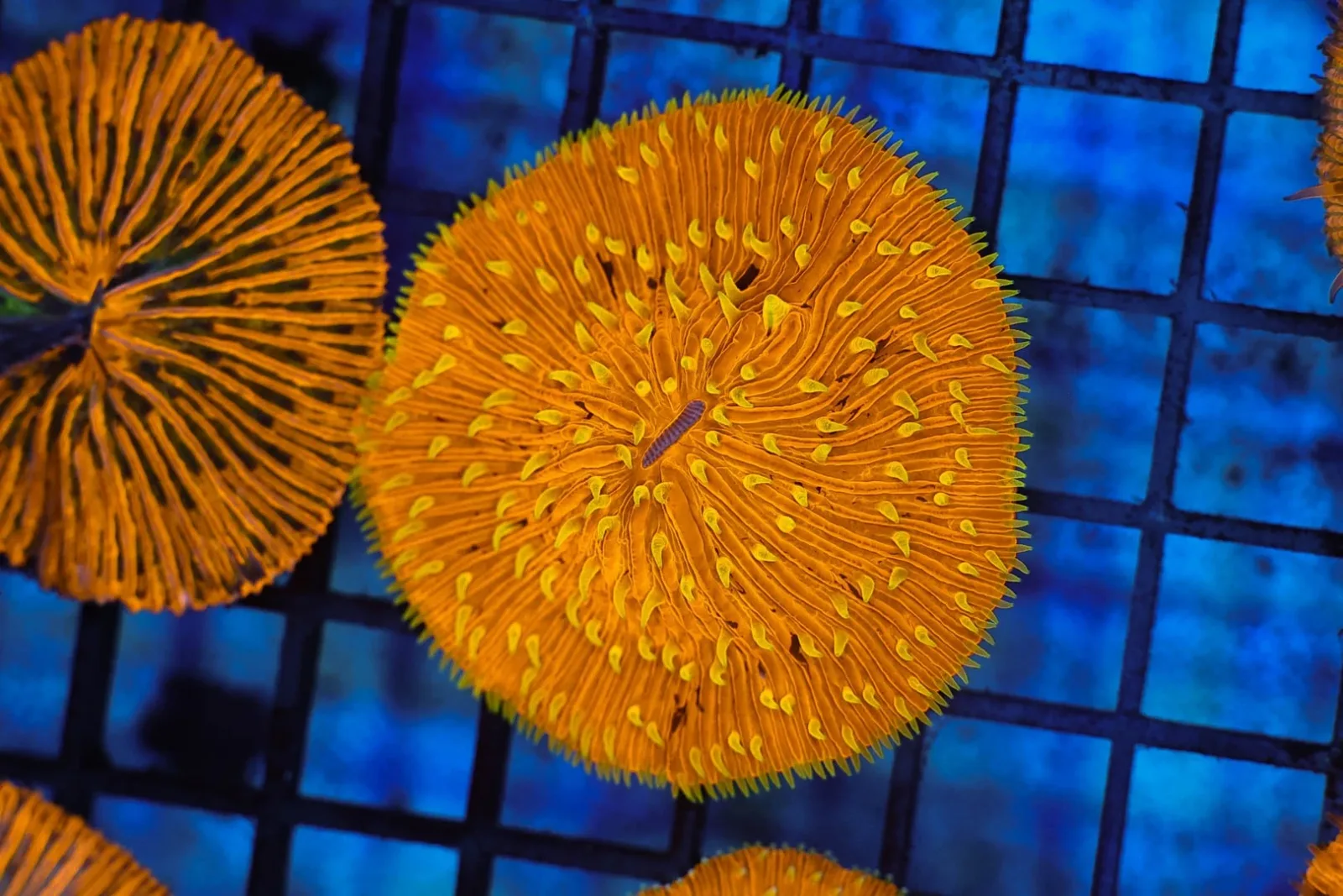 Yellow Tip Orange Fungia Plate WYSIWYG - SAQ Coral Farm